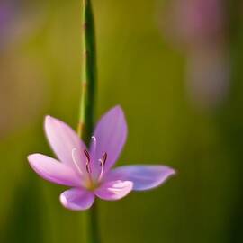 Solo Crocus by Mike Reid