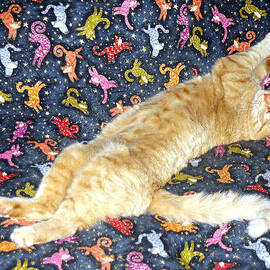 Sonny Cat on Sacred Cat Quilt