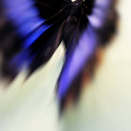 Soul Flight. Impressionism by Jenny Rainbow