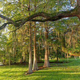Southern Forest by Silvio Ligutti