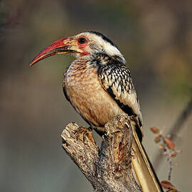 Southern Yellow -billed Hornbill Tockus by David Santiago Garcia