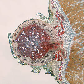 Soybean Root Structure With Nodule by Garry DeLong