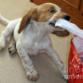 Spaniel puppy