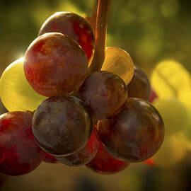 Sparkling Grape Cluster by Jean Noren