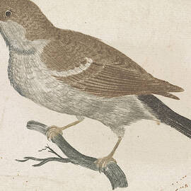 Sparrow On A Branch To The Left, Johan Teyler by Johan Teyler