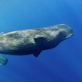 Sperm Whale Pyseter Macrocephalus by Stephen Frink