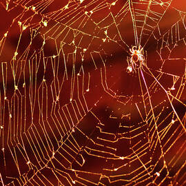 Spider Net Against Red Background by Jeff R Clow