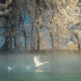Spirit Of A Swan by C. Mei