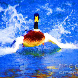Splashy Mallard  by Luther Fine Art