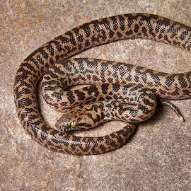 Spotted Python Antaresia Maculosa by David Kenny