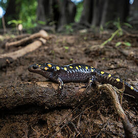 Spotted Salamander (ambystoma Maculatum by Pete Oxford
