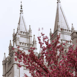 Spring at the Temple by Chad Dutson