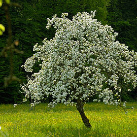 Spring - blooming apple tree and green meadow by Matthias Hauser