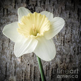 Spring Daffodil Square by Edward Fielding