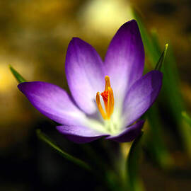 Spring Has Sprung by Karol Livote