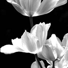 Spring In Black And White by Angela Davies