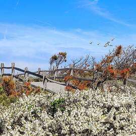 Spring On Cape Cod by Bill Wakeley