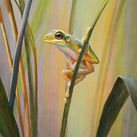 Spring Peeper by Tim Davis