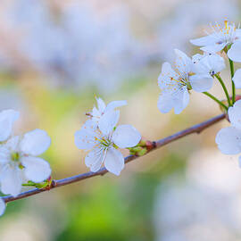 Spring Whisper by Jenny Rainbow