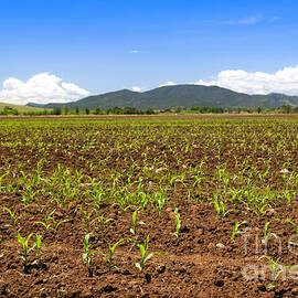 Sprouting Corn Crop by THP Creative