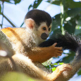 Squirrel Monkey - Osa Peninsula Costa Rica by Natural Focal Point Photography