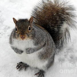 Squirrel saying Feed Me Please at Niagara Falls