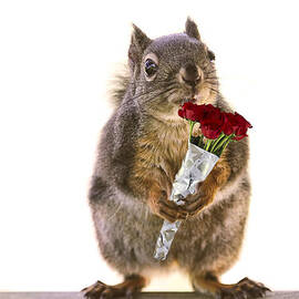 Squirrel with a Dozen Red Roses