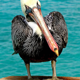 Squished up Pelican by Jean Noren