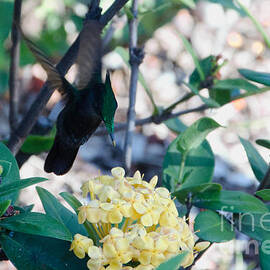 St. Lucian Hummingbird