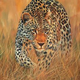 Stalking Leopard by David Stribbling