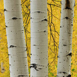Stand Of Aspen Trees And Trunks In Fall by Adam Jones