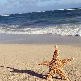 Starfish and Shadow on Beach