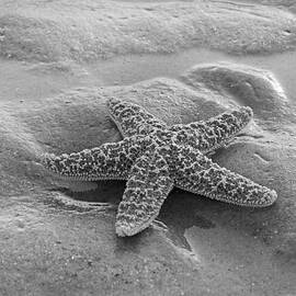 Starfish by Betsy Knapp