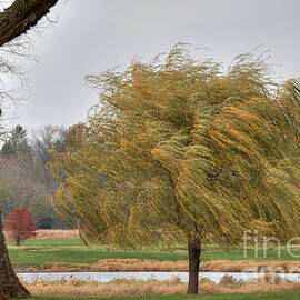 Storm-Tossed Willow Tree