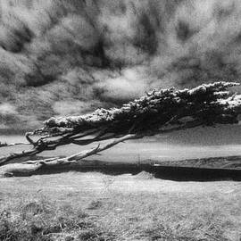 Strait Cypress  by Daniel Furon
