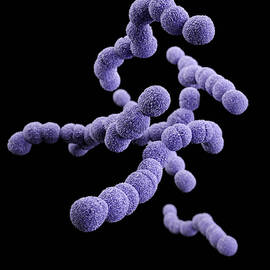Streptococcus Agalactiae, 3d Model by Science Source