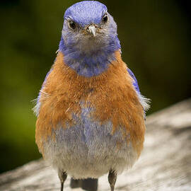 Stretch by Jean Noren