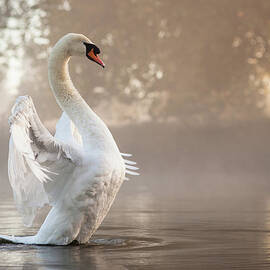 Stretching Swan by Kevin Day