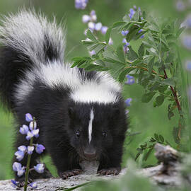 Striped Skunk Kit by Tim Fitzharris