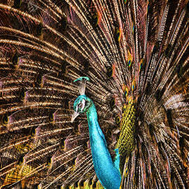 Strutting Peacock by David Smith