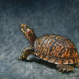 Study of an Eastern Box Turtle by Dreyer Wildlife Print Collections 