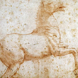 Study Of One Of The Quirinal Marble Horses by Celestial Images