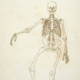 Study Of The Human Figure, Anterior View, From A Comparative Anatomical Exposition Of The Structure by George Stubbs