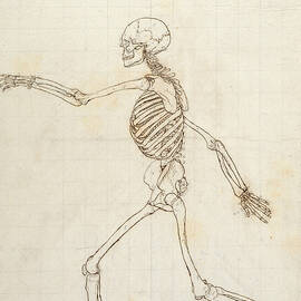 Study Of The Human Figure, Lateral View, From A Comparative Anatomical Exposition Of The Structure by George Stubbs