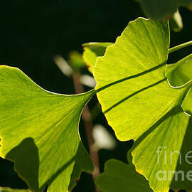 Summer Ginkgo Leaves