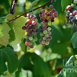 Summertime Grape Harvest