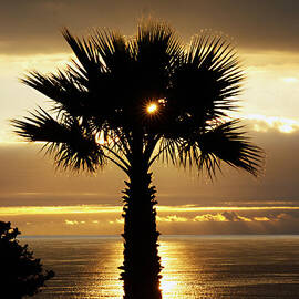 Sun and Palm and Sea