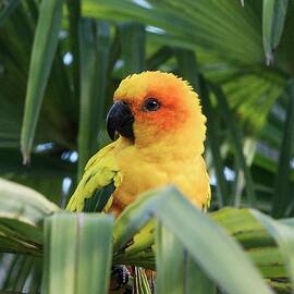 Sun Parakeet In A Palm Tree by Science Photo Library