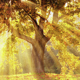 Sun Rays Shining Through A Tree With by Kerrick