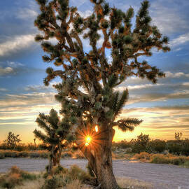 Sun Rays Through A Joshua Tree by Eddie Yerkish